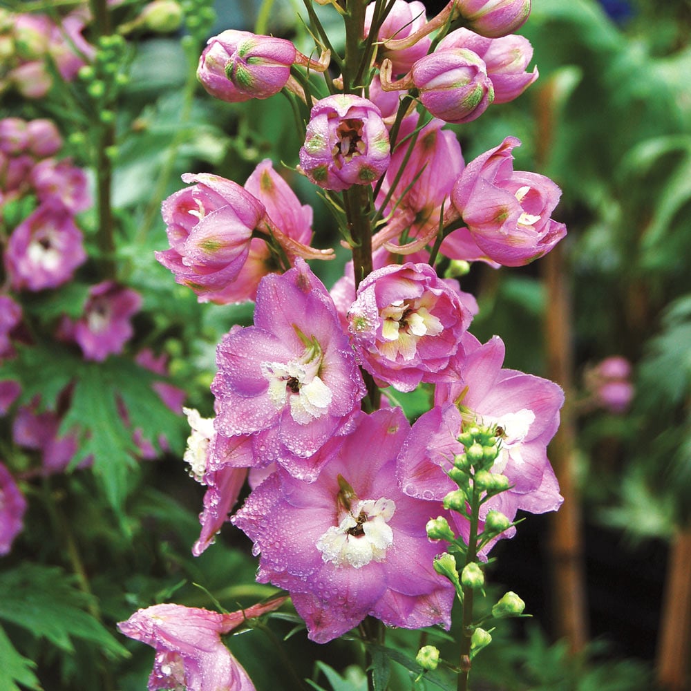 Delphinium 'Centurion Rose Shades'