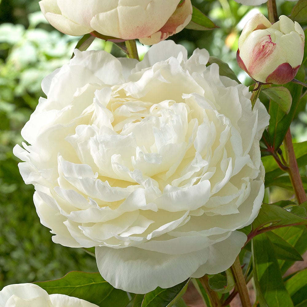 Fragrant White Peony Collection