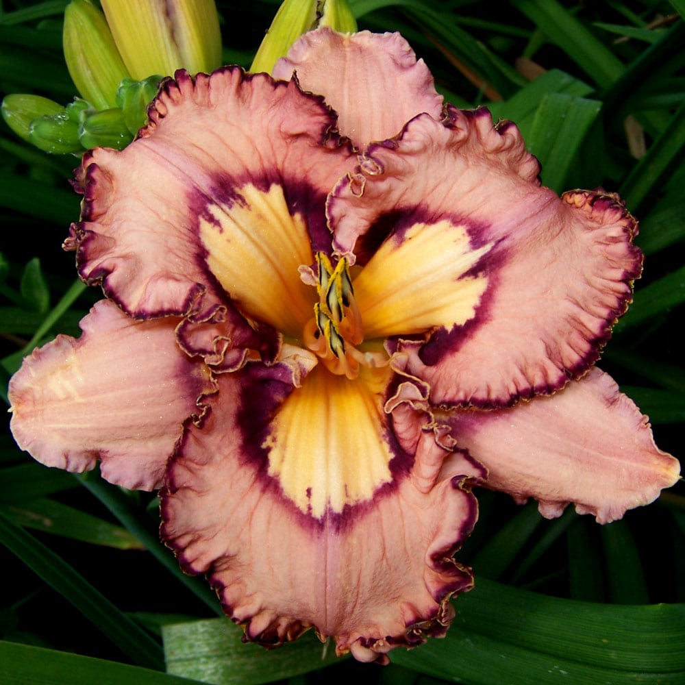 Hemerocallis 'Brouhaha'