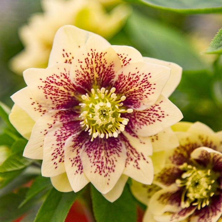 Helleborus Wedding Party® 'Father of the Bride'
