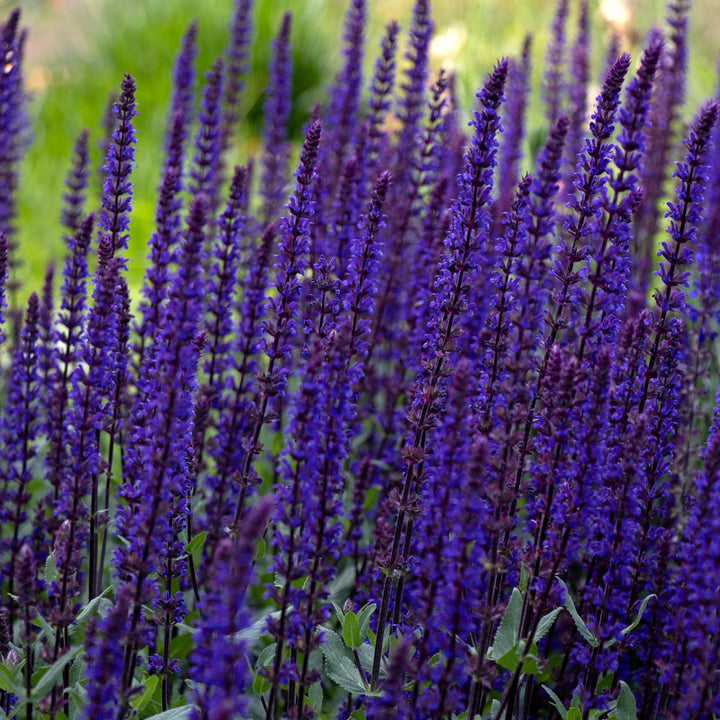 Long-Season Hummingbird Garden