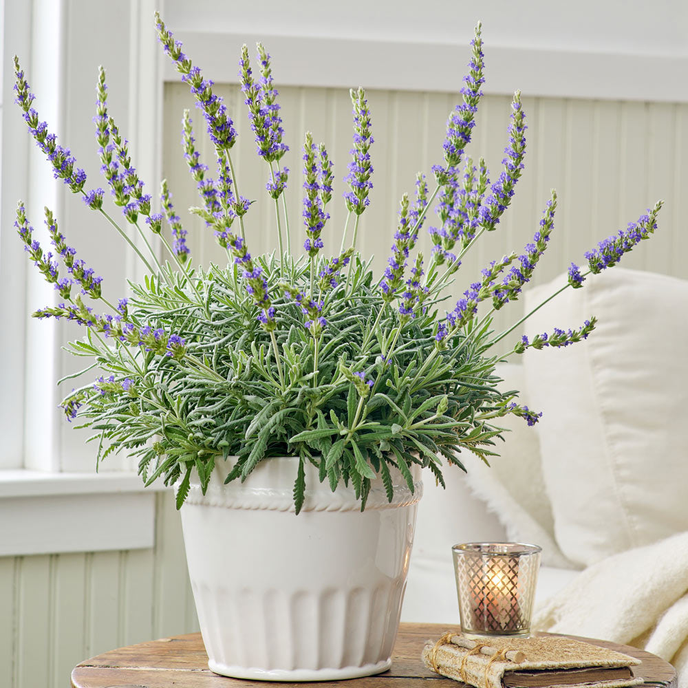 Lavender 'Goodwin Creek Grey' in white ceramic cachepot