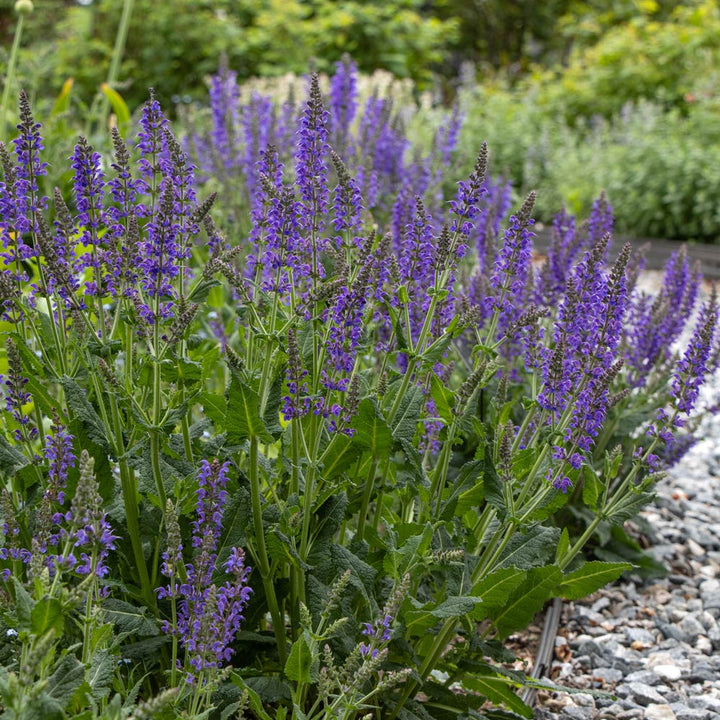 Pollinator Garden for Sun