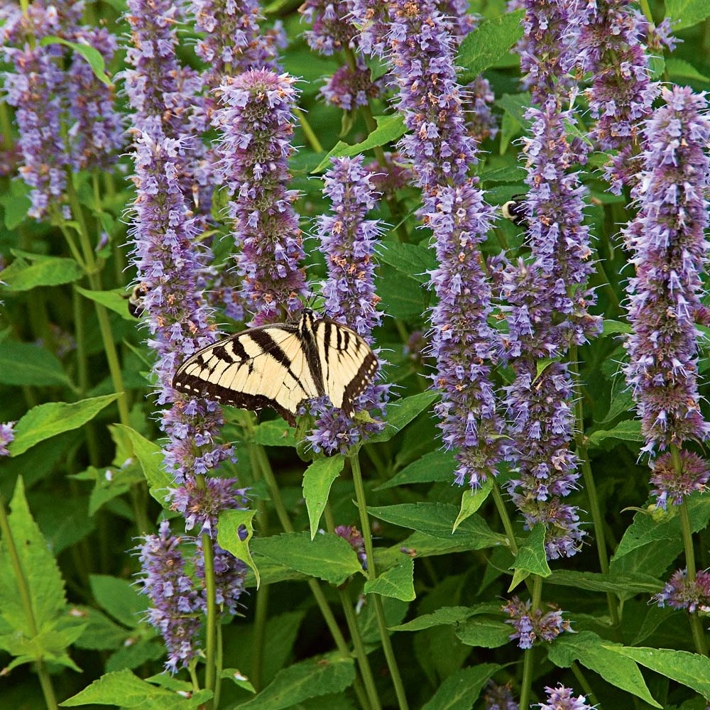 Agastache 'Blue Fortune'