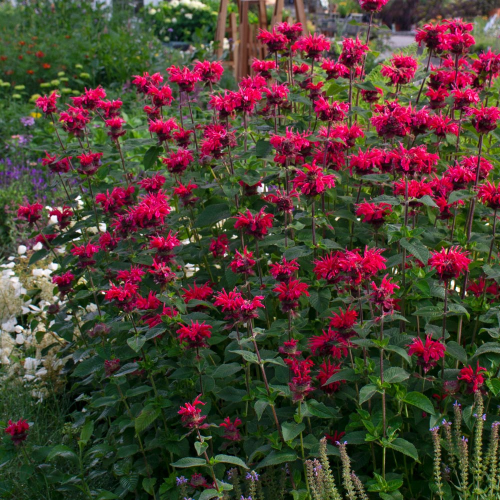 Monarda didyma Bee-You® Bee Happy™