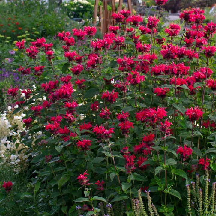 Monarda didyma Bee-You® Bee Happy™