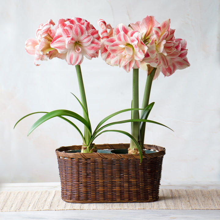 Amaryllis 'Amazing Belle,' two nursery pots in woven basket