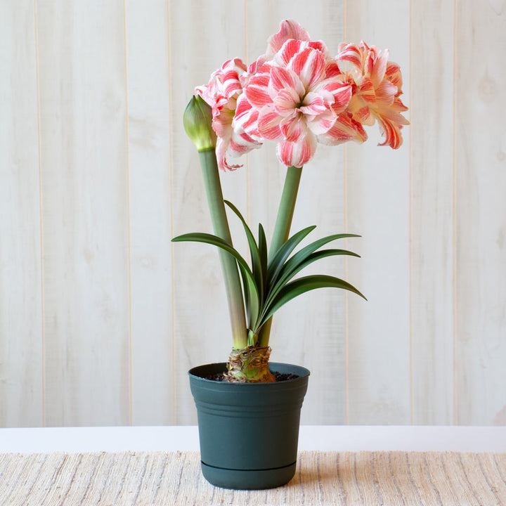 Amaryllis 'Amazing Belle,' one bulb in nursery pot