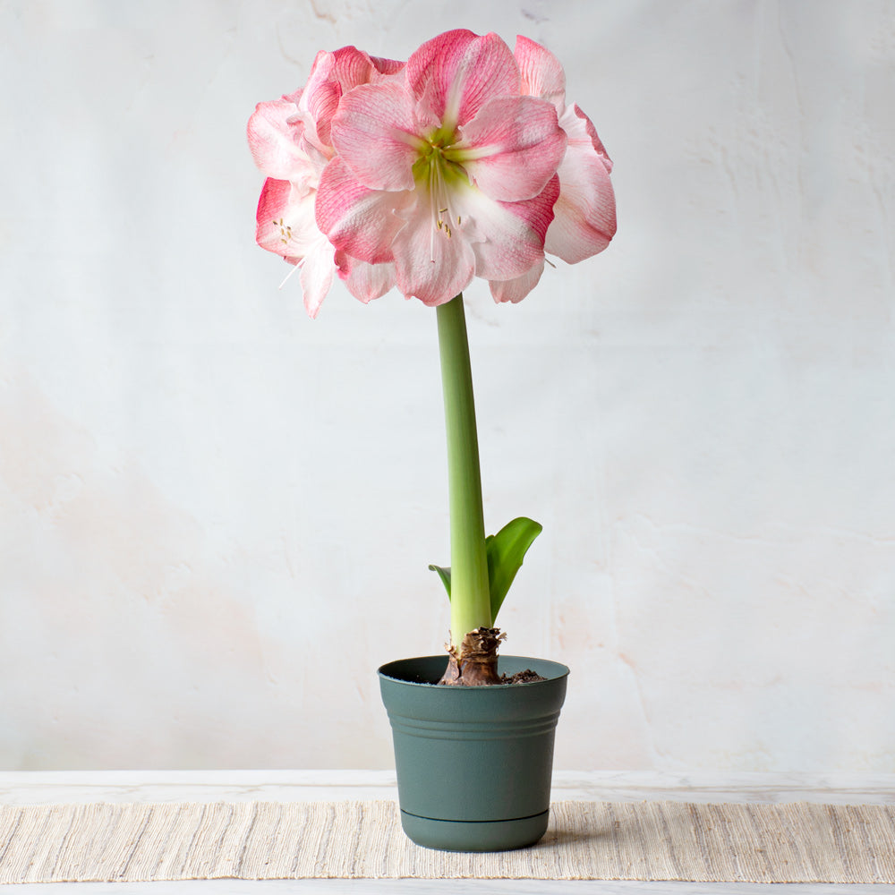 Amaryllis 'Blossom Grandise,' one bulb in nursery pot