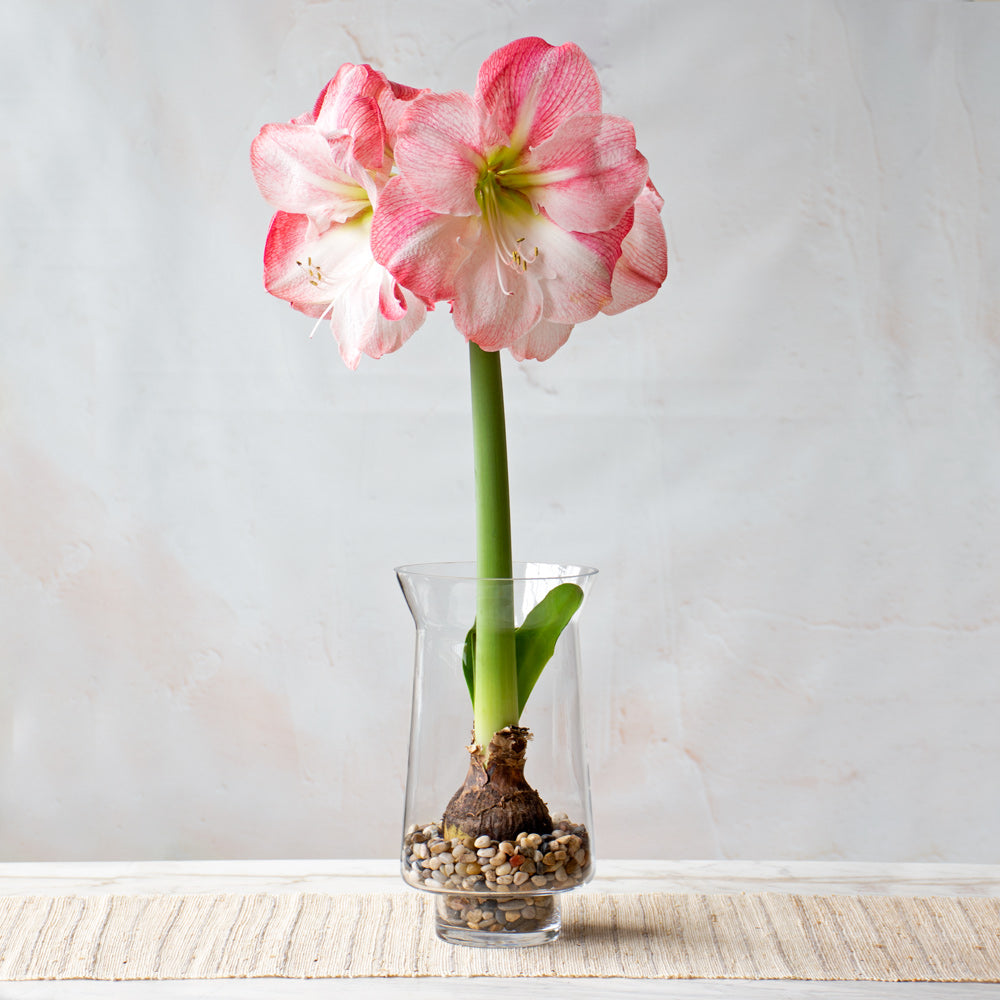 Amaryllis 'Blossom Grandise,' one bulb with tapered hurricane vase kit