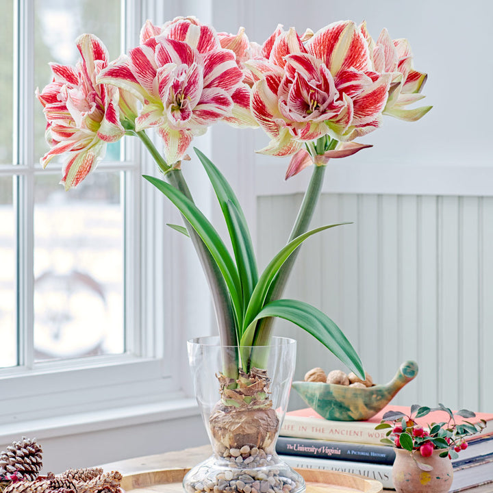 Amaryllis 'Bright Nymph,' one bulb with Dutch hurricane vase kit