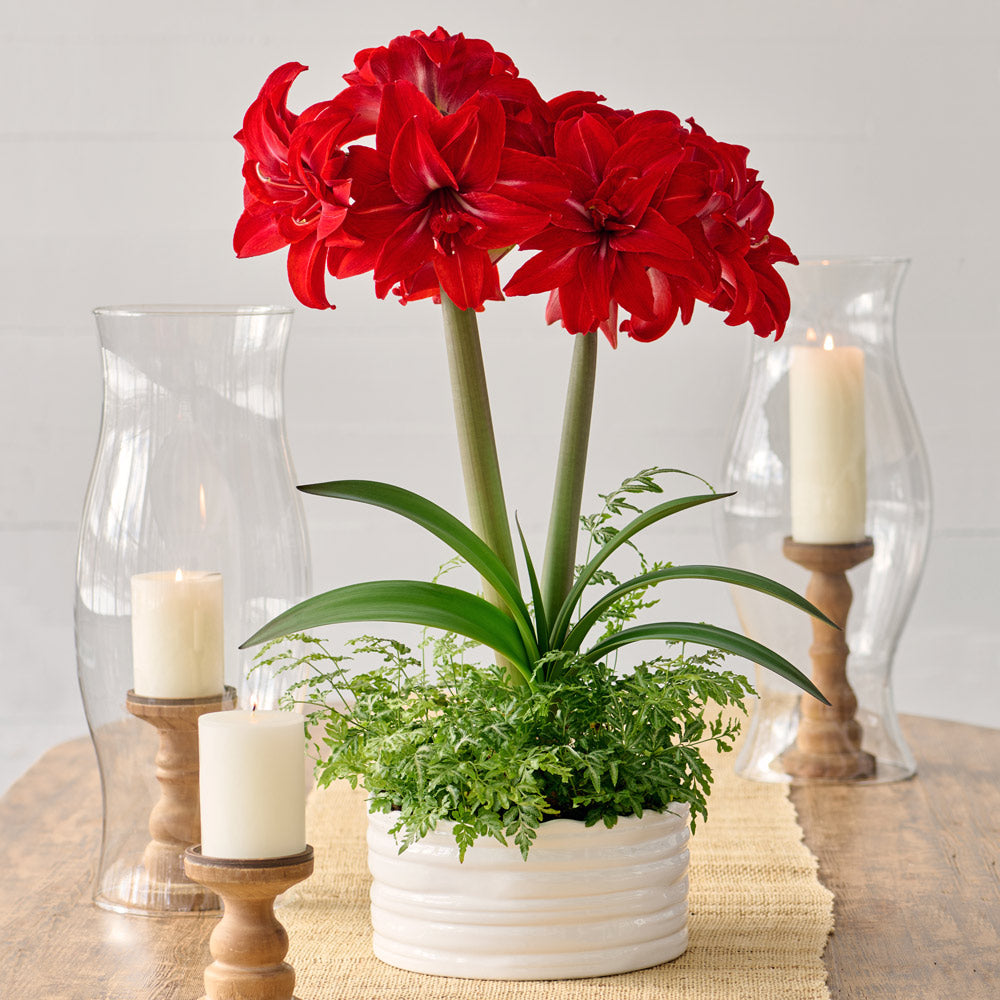 Amaryllis 'Double Delicious'