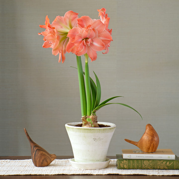 Amaryllis 'Flamingo Amadeus,' one bulb in Farnham Pot and Saucer Kit
