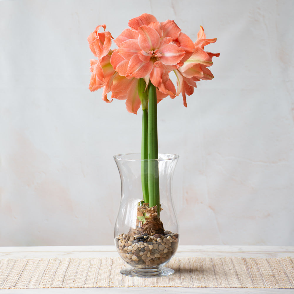 Amaryllis 'Flamingo Amadeus,' one bulb with hurricane vase kit