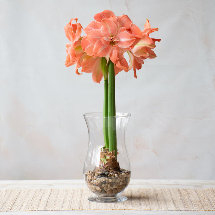 Amaryllis 'Flamingo Amadeus,' one bulb with hurricane vase kit