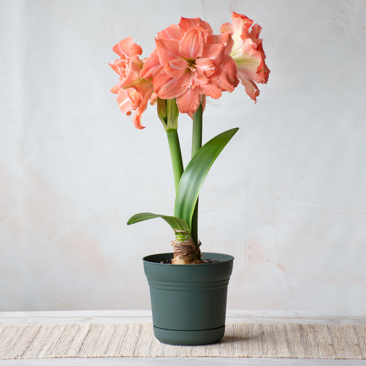 Amaryllis 'Flamingo Amadeus,' one bulb in nursery pot