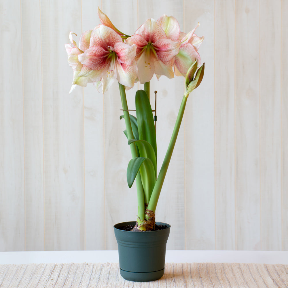 Amaryllis 'Grandise Fantasy,' one bulb in nursery pot