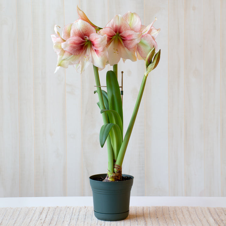 Amaryllis 'Grandise Fantasy,' one bulb in nursery pot