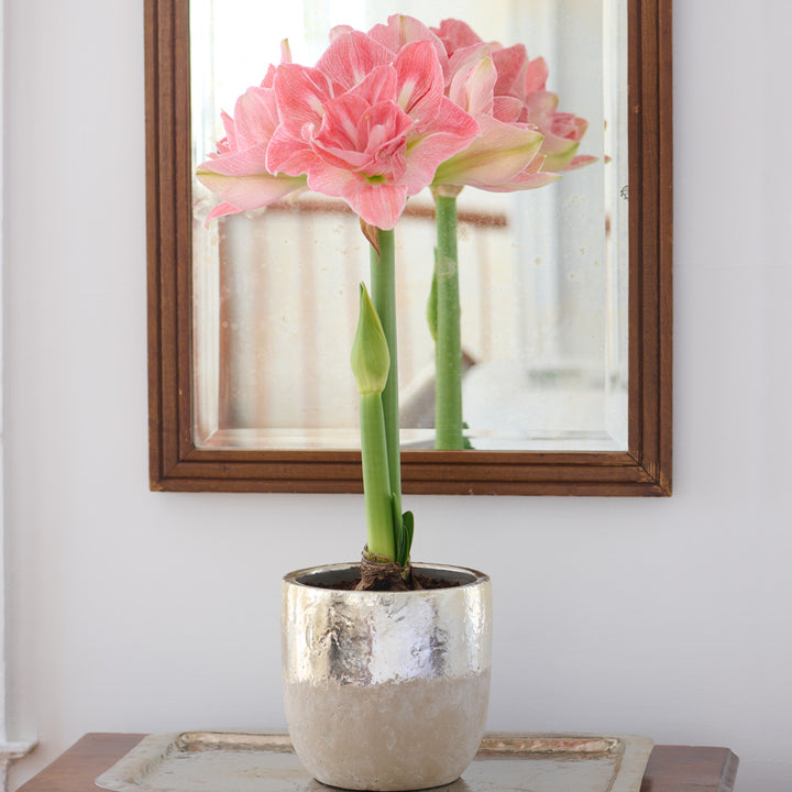 Amaryllis 'Lovely Nymph,' one bulb in Touch of Gold Cachepot kit