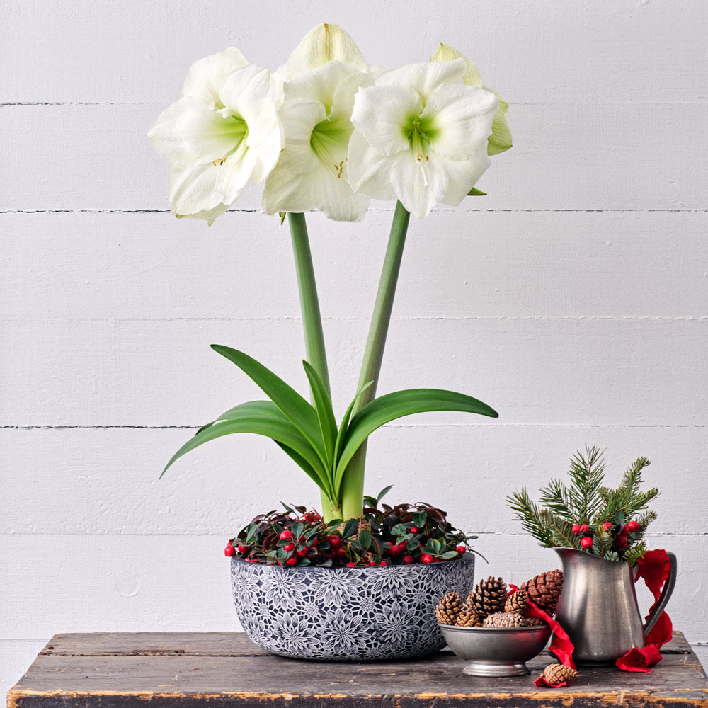 Amaryllis 'Moscow' & Wintergreen Dish Garden Kit with Chrysanthemum Bowl