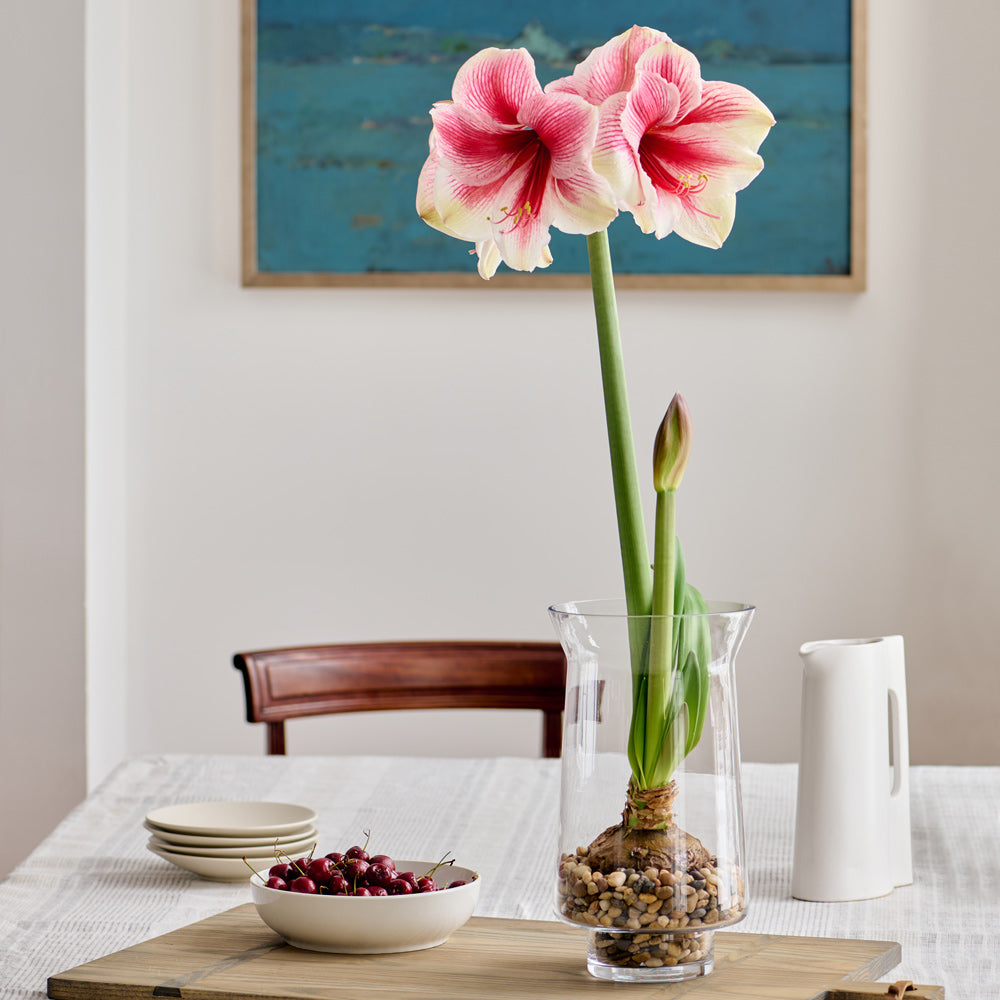 Amaryllis 'Pink Beauty,' one bulb with tapered hurricane vase kit