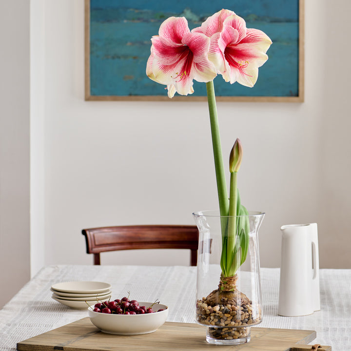 Amaryllis 'Pink Beauty,' one bulb with tapered hurricane vase kit