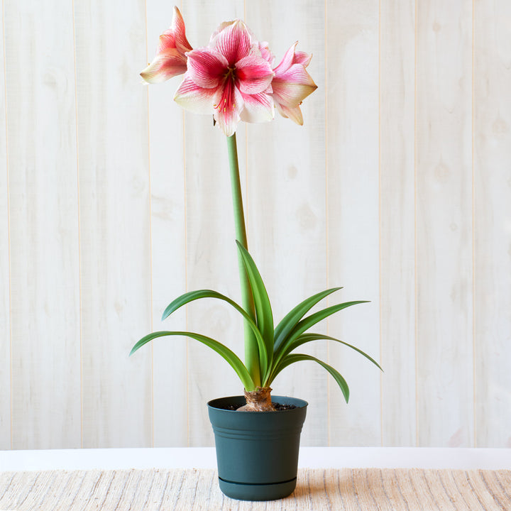 Amaryllis 'Pink Beauty,' one bulb in nursery pot