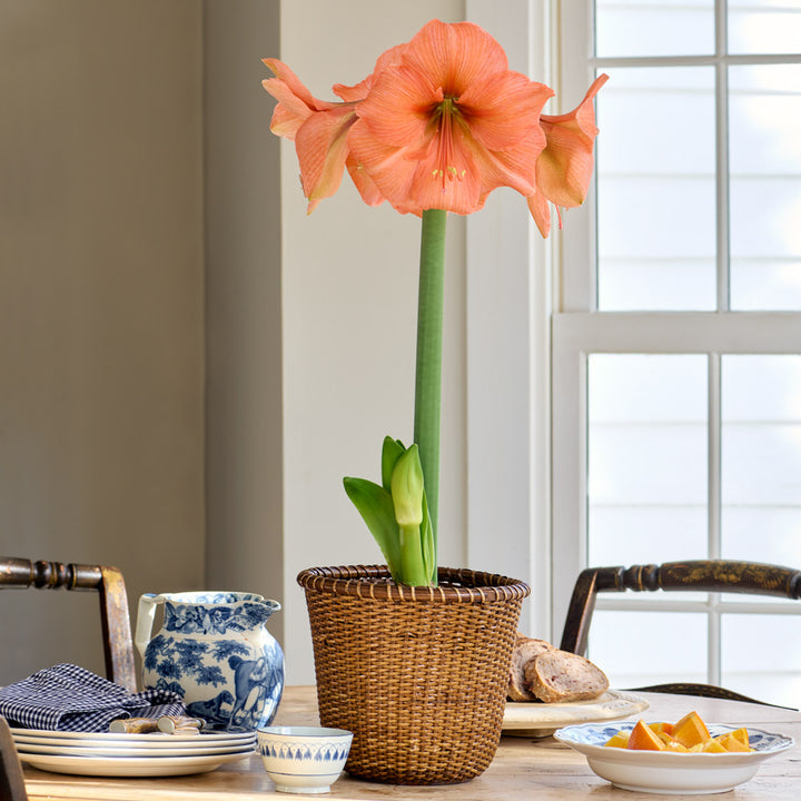 Amaryllis 'Rilona,' one bulb in Nantucket basket