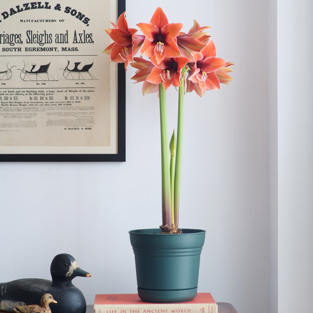 Amaryllis 'Terra Mystica,' one bulb in linen bag