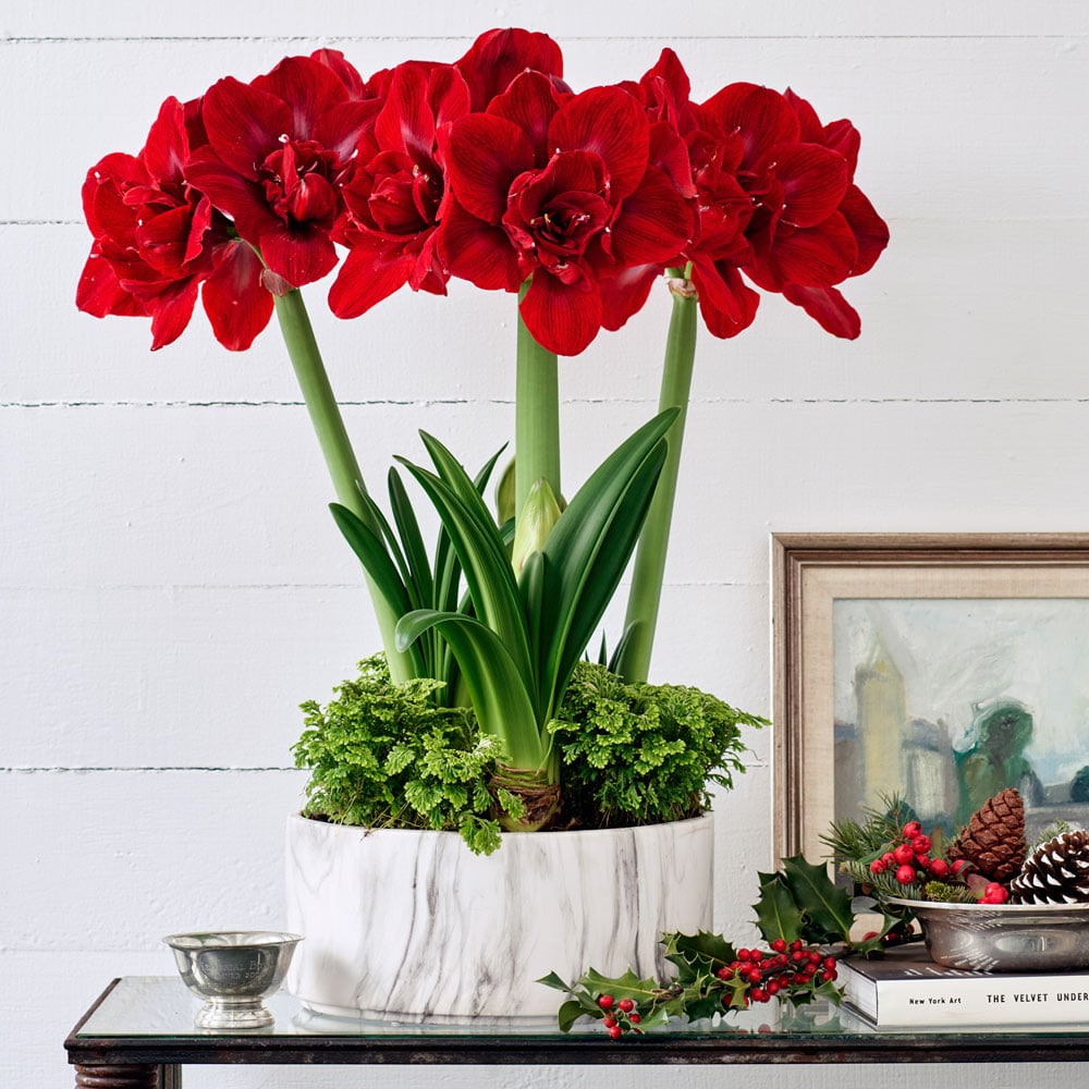 TEST Amaryllis 'Velvet Nymph' & Fern Dish Garden Kit