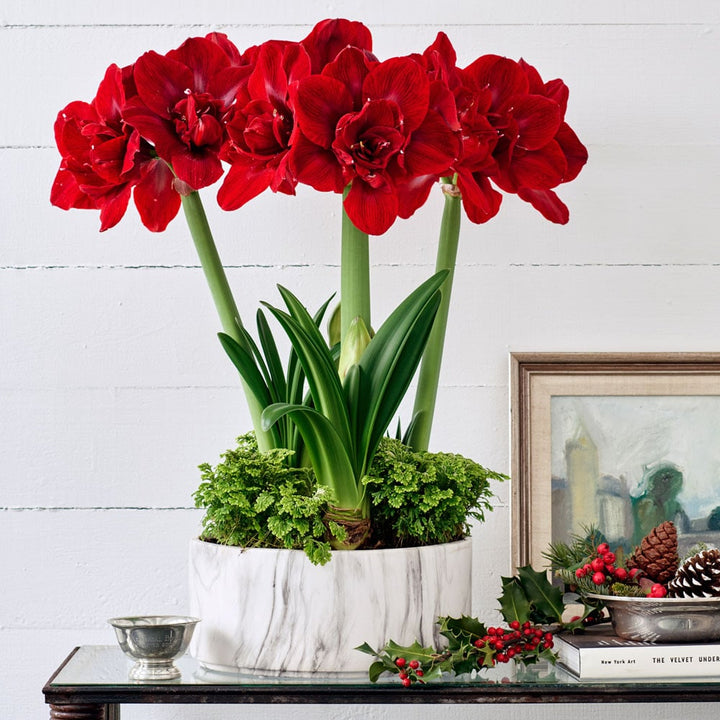 TEST Amaryllis 'Velvet Nymph' & Fern Dish Garden Kit