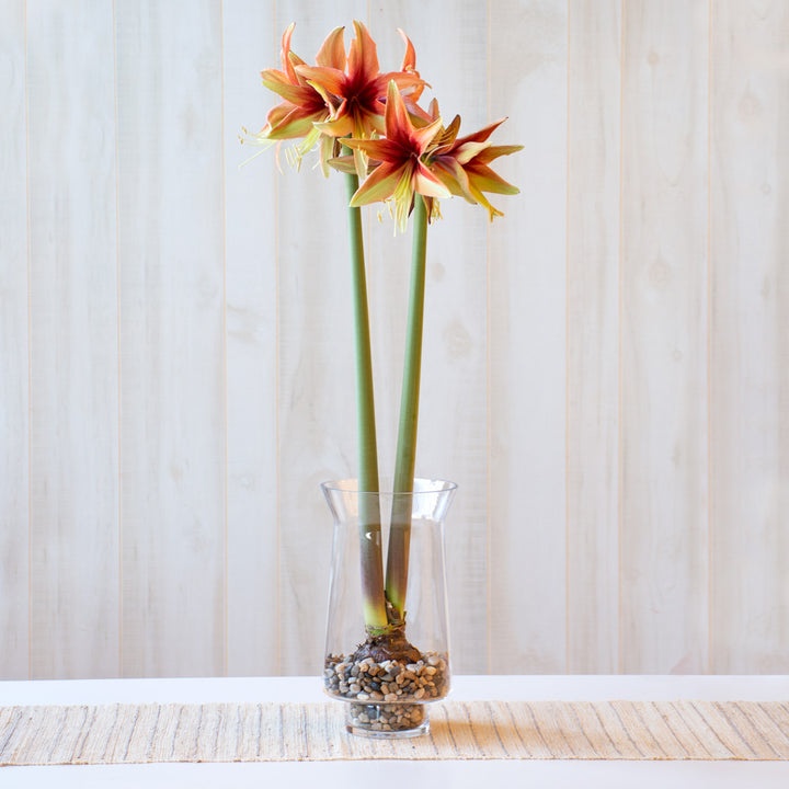 Amaryllis 'Wild Amazone,'  one bulb with tapered hurricane vase kit