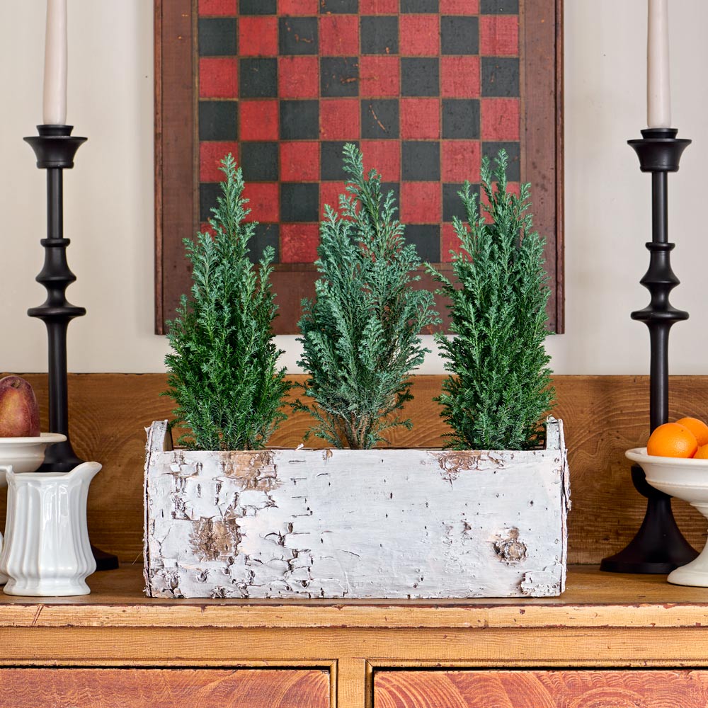 Festive Forest Trio in Birch planter