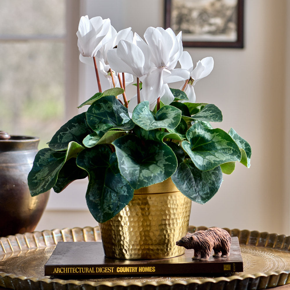 Cyclamen Halios® Pure White in golden metal cachepot