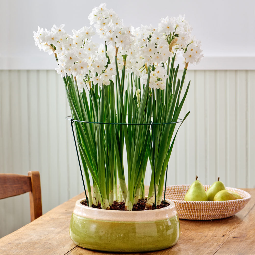 Paperwhite Kit with green ceramic bowl