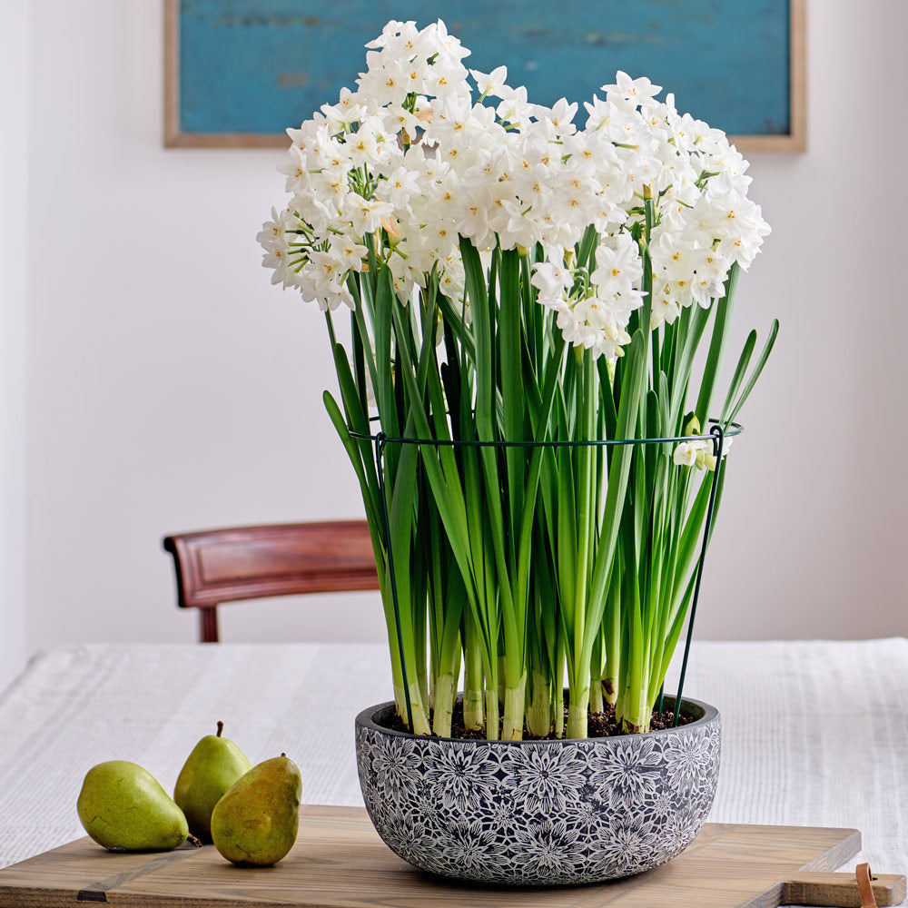 Paperwhite Kit with Chrysanthemum Bowl
