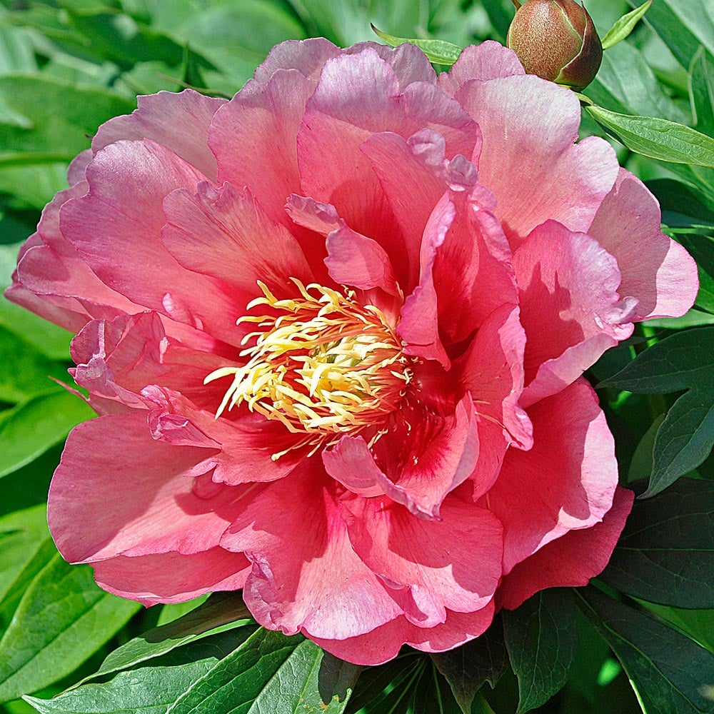 Itoh Peony 'Hillary'