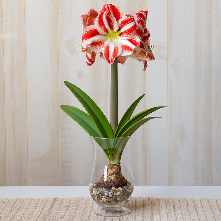 Amaryllis 'Clown,' one bulb with hurricane vase kit