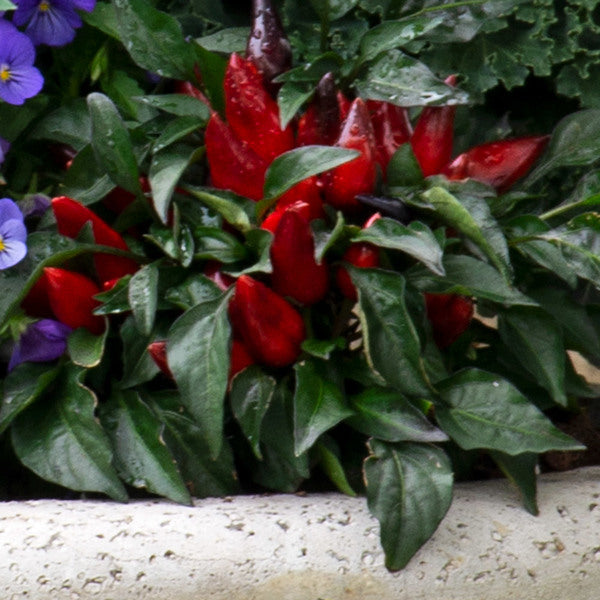 Octoberfest Fall Container Garden