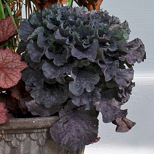 Octoberfest Fall Container Garden