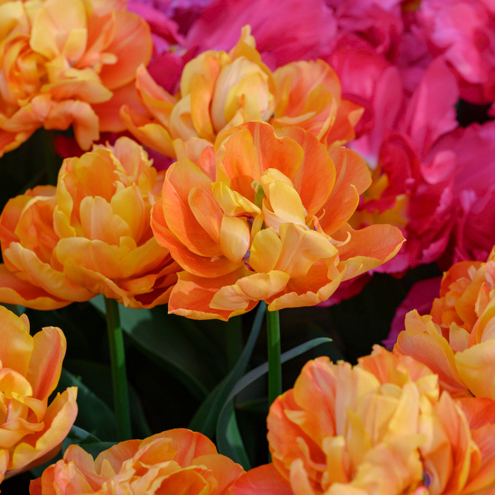 Tulip 'Valdivia'