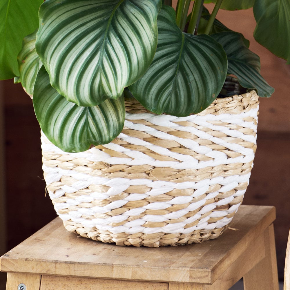 Amasa Basket, medium