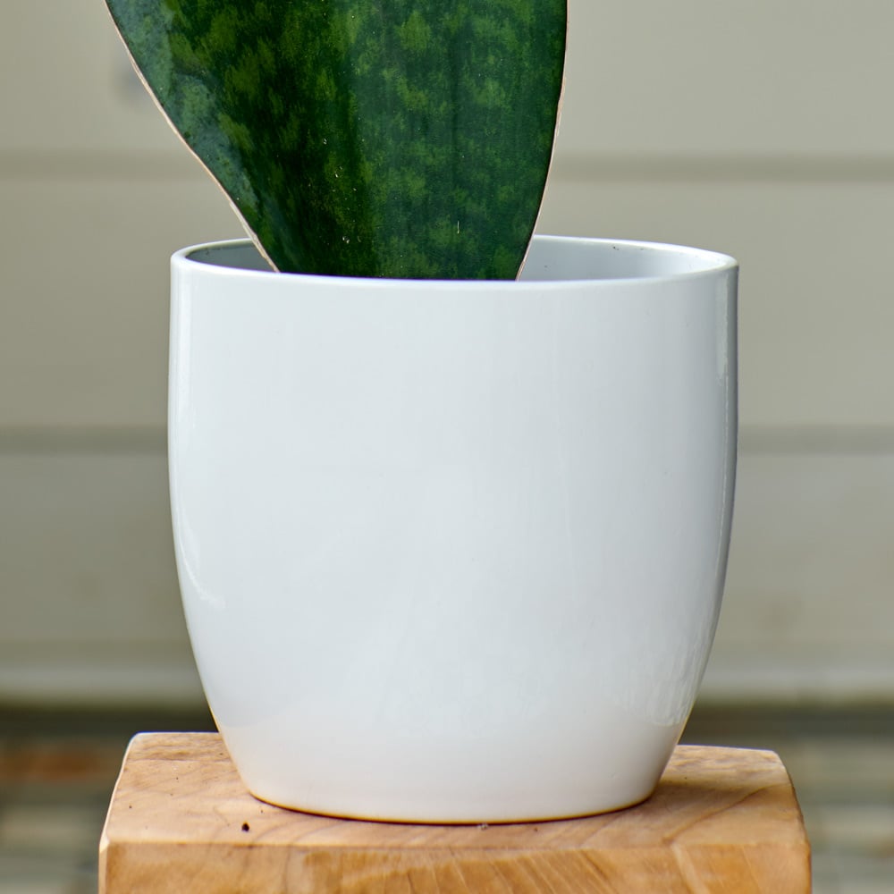 White Ceramic Cachepot, medium