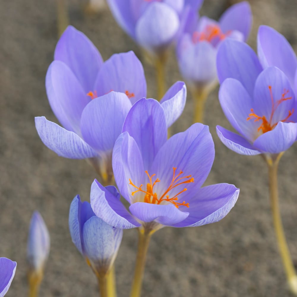 Fall-Blooming Crocus Mix