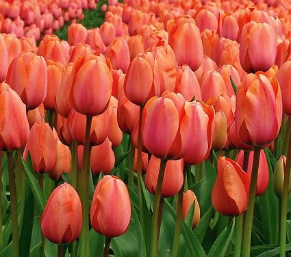 Impression Mix of Tulips