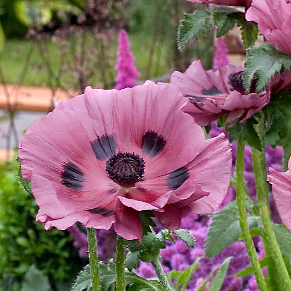 Papaver orientale 'Little Patty's Plum'