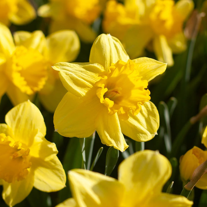 Bold Beauties Daffodil Mix