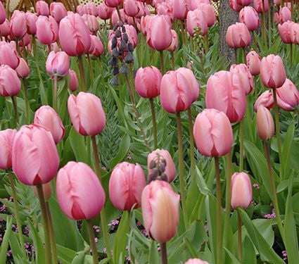 Impression Mix of Tulips