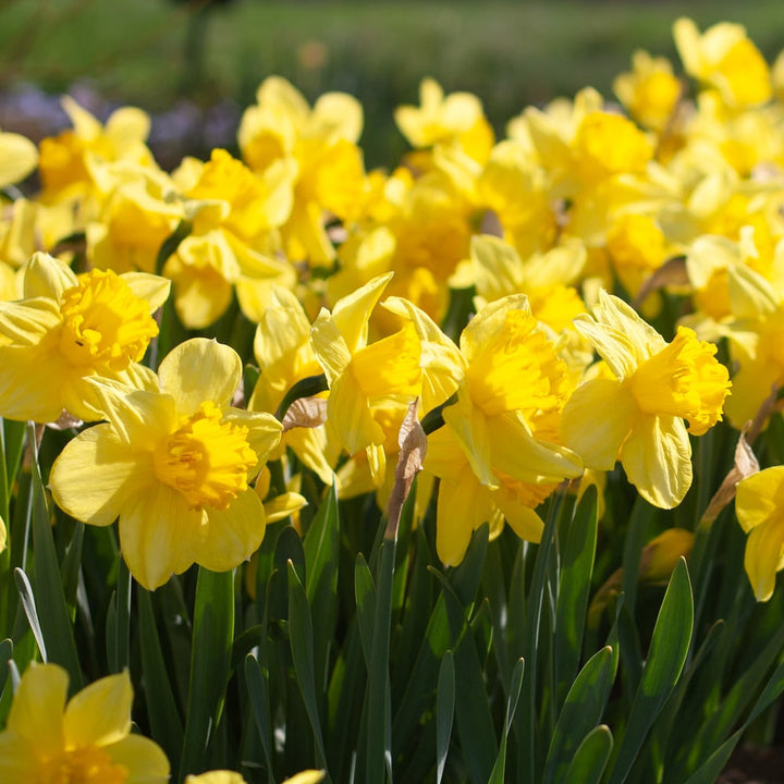 Narcissus 'Carlton'