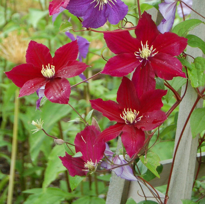 Clematis Rosemoor™ Gardini™